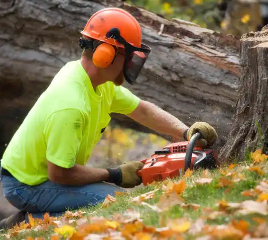 tree services Pocasset